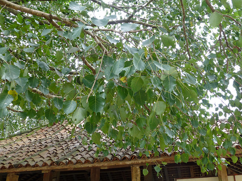 File:Ridi Vihara-Ficus religiosa (3).jpg