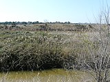 Català: Riera de Sant Climent (Baix Llobregat) (Viladecans). Desembocadures actuals de rius i rieres. This is a a photo of a wetland in Catalonia, Spain, with id: IZHC-08001103 Object location 41° 16′ 50.88″ N, 2° 03′ 27.36″ E  View all coordinates using: OpenStreetMap Camera location 41° 16′ 46.02″ N, 2° 03′ 40.46″ E    View all coordinates using: OpenStreetMap