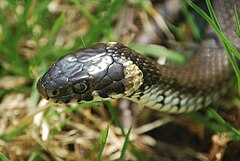 Grass snake