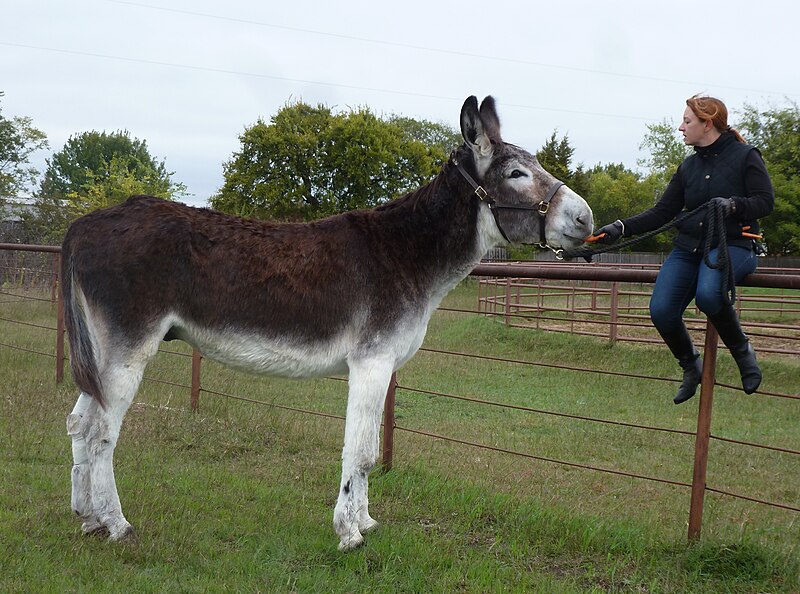 Romulus (donkey) - Wikipedia