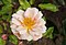 Rosa 'Clytemnestra' Pemberton 1915 01.jpg