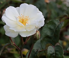 Illustrasjonsbilde av varen Moonlight (rosa)