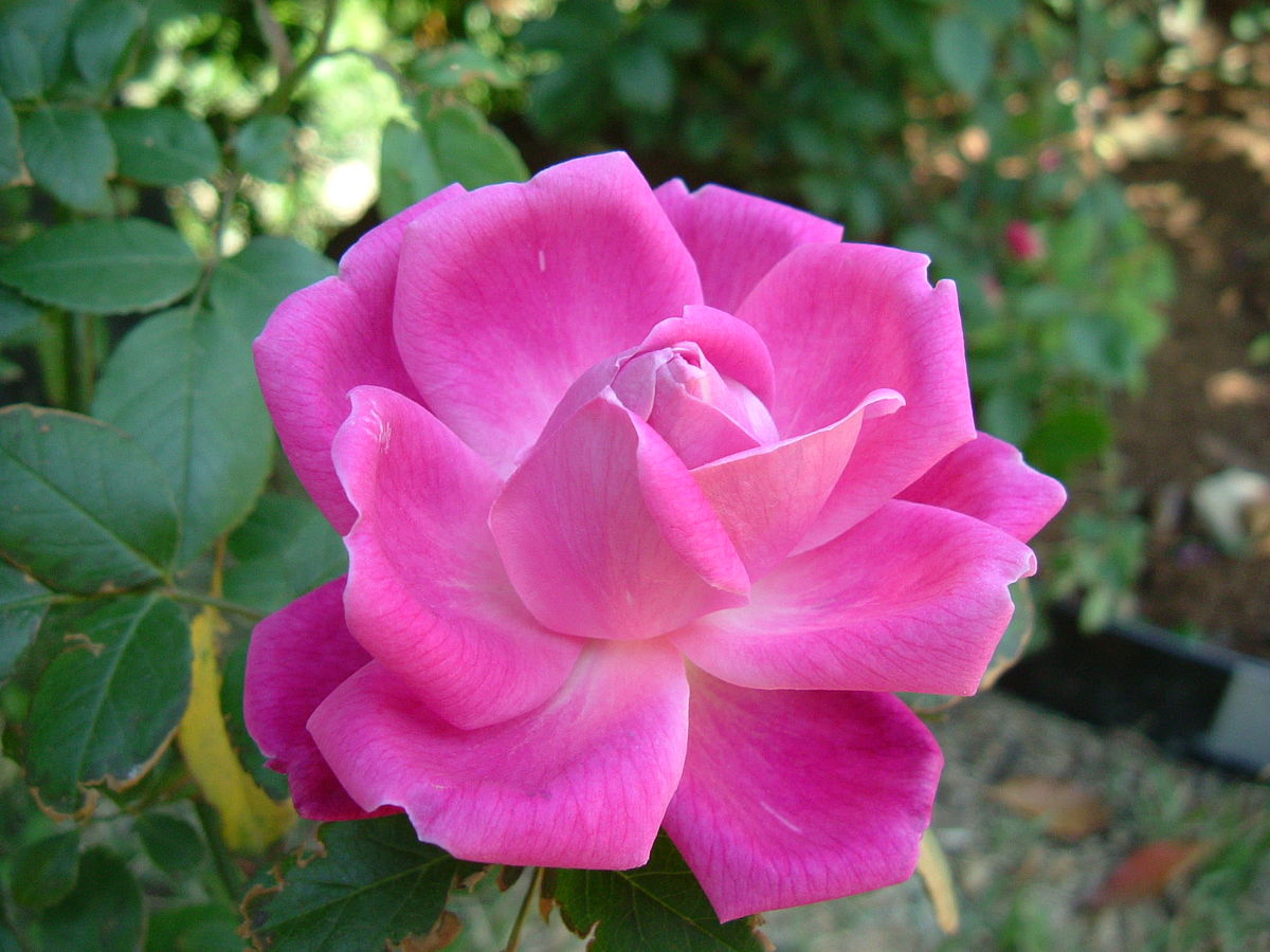 Cách trồng và chăm sóc hoa hồng chuẩn nhất