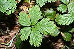 Rubus pedatus 6616. 
 JPG