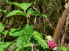 Salmonberry (Rubus_spectabilis)