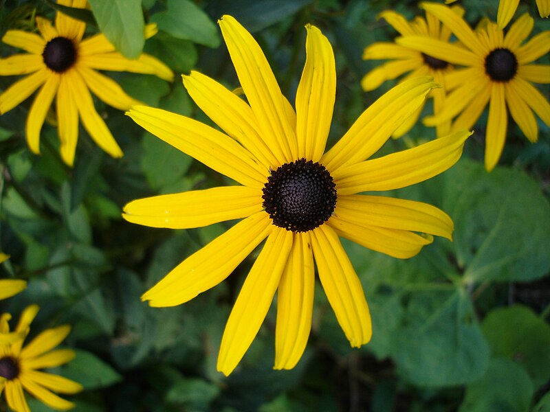 File:Rudbeckia fulgida 004.jpg