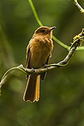 Rufous Mourner - Панама H8O0032.jpg