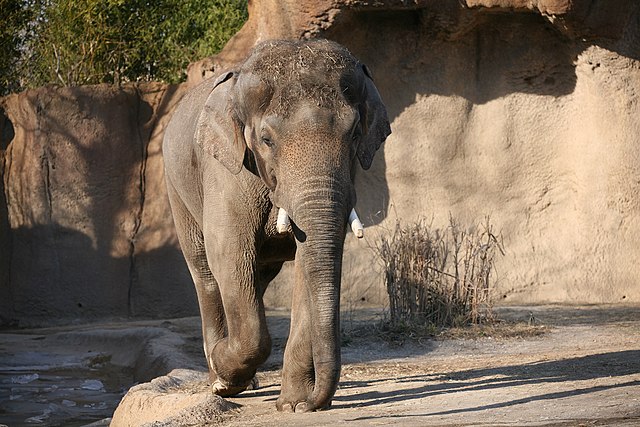 Elephant at the zoo