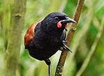 Thumbnail for File:Saddleback.(Philesturnus carunculatus) (9074225530).jpg