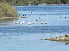 Saline di Priolo (réunion) .jpg