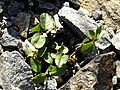 Salix herbacea