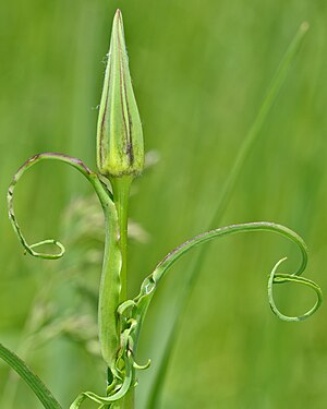 Salsify (Tragopogon sp.)