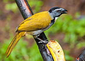 Descrição da imagem Saltator atriceps -perto de Rancho Naturalista, Cordillera de Talamanca, Costa Rica-8.jpg.