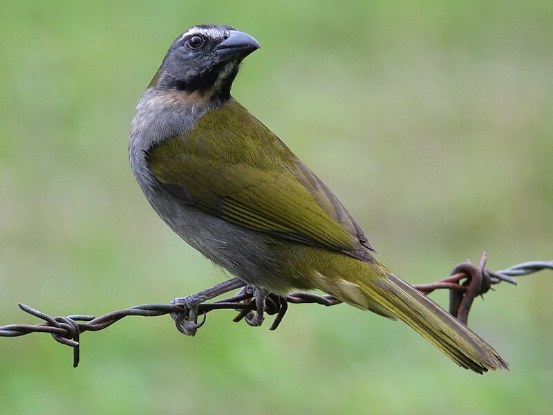 File:Saltator maximus Saltador ajicero Buff-throated Saltator (8447037135).jpg