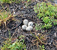 Sandpiper nest with four eggs Sandpiper nest with four eggs.jpg