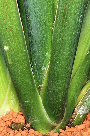 Sansevieria burmanica pm 2.jpg