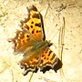 Thumbnail for Polygonia satyrus