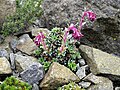 Saxifraga federici-augusti subsp. grisebachii 'Wisley'