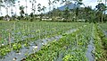 Sayuran di desa Gombong - panoramio.jpg