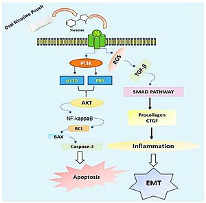 Schematic depicting possible modulation of signaling cascades activation by oral nicotine pouches-mediated chemical moieties