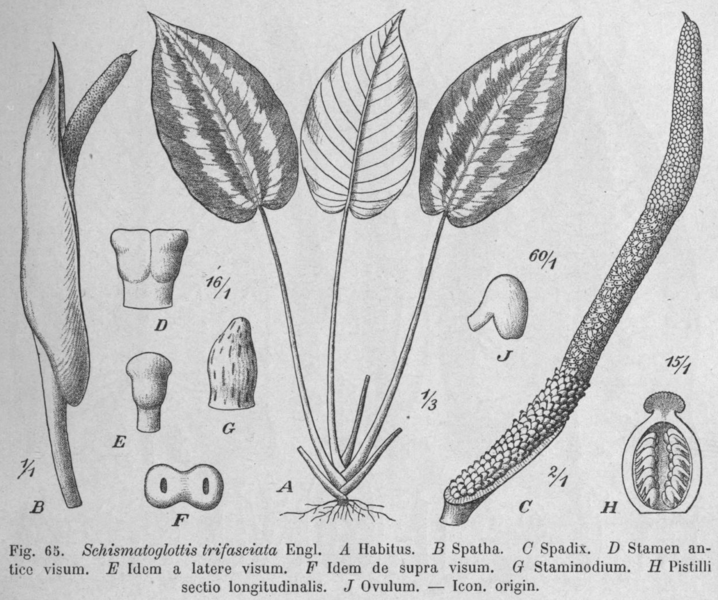 File:Schismatoglottis trifasciata from Das Pflanzenreich.png