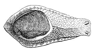 <i>Schizoglossa</i> Genus of gastropods