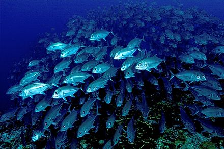 A school of fish has many eyes that can scan for food or threats