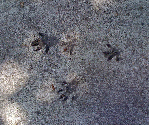 Bounding tracks in concrete