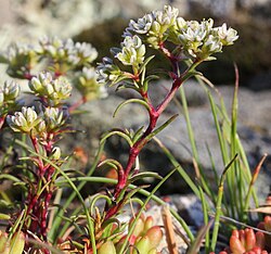 Ziemas žultszālīte (Scleranthus perennis)