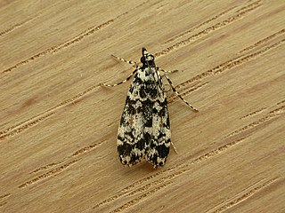 <i>Eudonia aphrodes</i> Species of moth