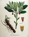Scopolia carniolica — Flora Batava — Volume v16.jpg