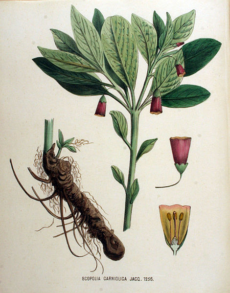 File:Scopolia carniolica — Flora Batava — Volume v16.jpg