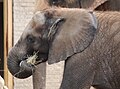 Scotty the Baby Elephant.jpg