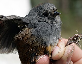 Perijá tapaculo Passerine bird in Rhinocryptidae family, endemic to Colombia and Venezuela