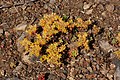 Sedum oreganum