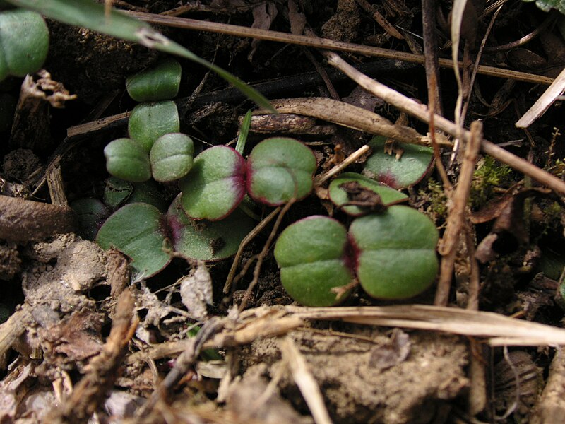 File:Seedlings of Impatiens glandulifera.JPG