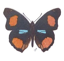 SeitzFaunaAfricanaXIIITaf51, Junonia westermanni, ♂.jpg