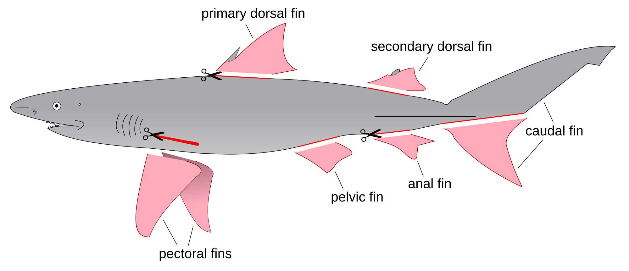 2000px-Shark_finning_diagram.svg.png