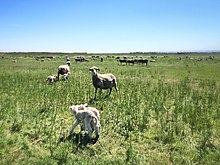 Sheep grazing on Sherman Island, March 2014