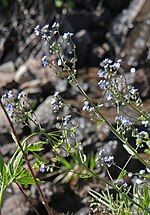 Sierra stickseed, open flowerheads by stream