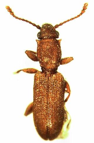 <i>Silvanus</i> (beetle) Genus of beetles