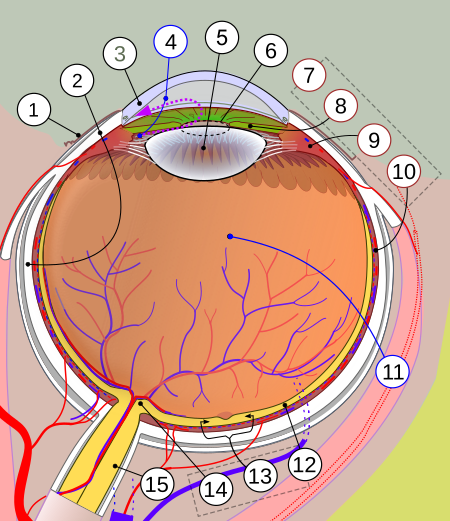 ไฟล์:Simple_diagram_of_human_eye_multilingual.svg