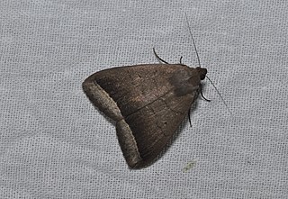 <i>Simplicia bimarginata</i> Species of moth