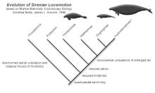 Anatomical changes of sirenian lineages Sirenian locomotion.gif