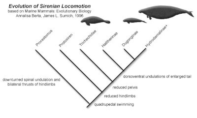 Evolution of Sirenian Locomotion, based on Berta and Sumich, 1999.