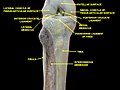 Knee and tibiofibular joint.کالبد شکافی عمیق. نمایش خلفی.