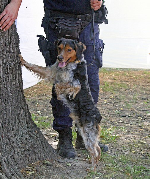 File:Službeni pas bretonac policijska brigada - dan policije 2019 01.jpg