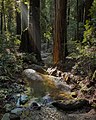 Small creek surrounded by coastal redwood trees (Sequoia sempervirens) as seen from a bridge at Armstrong Redwoods State Natural Reserve near Guerneville.