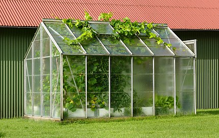 Small greenhouse with grapevines escaping.jpg