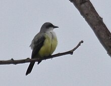 South of Guayaquil, Ecuador Snowy-throated Kingbird.jpg